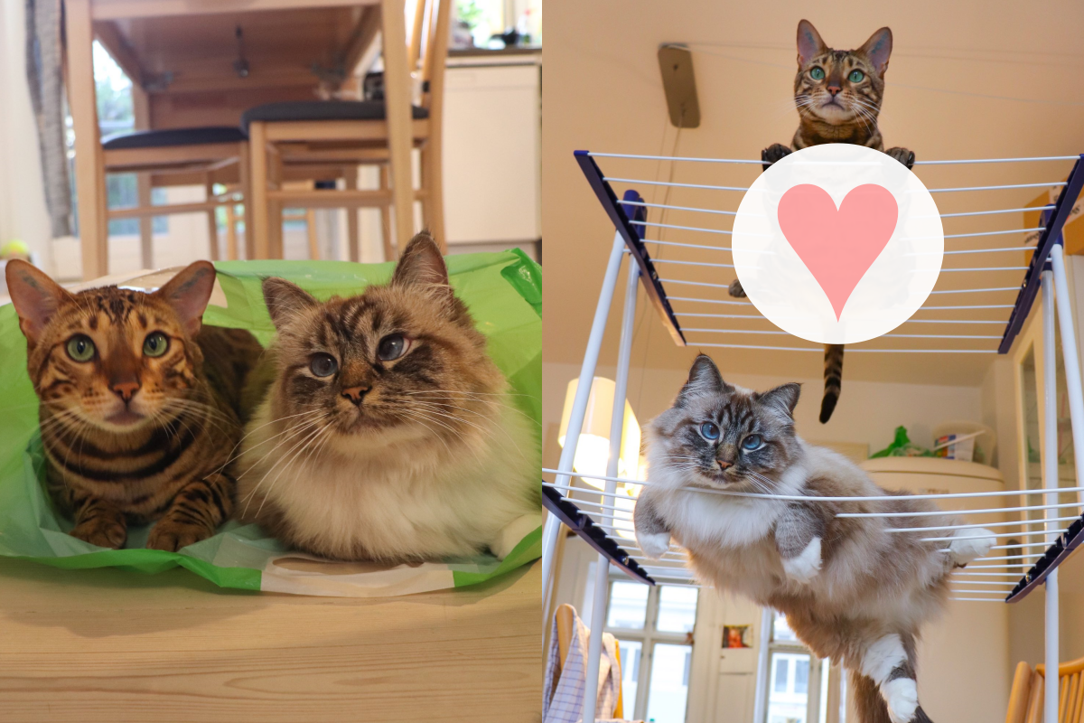 二巨貓爽躺繩線曬衣架，肚肚變一片一片！（圖／Twitter＠missenell）