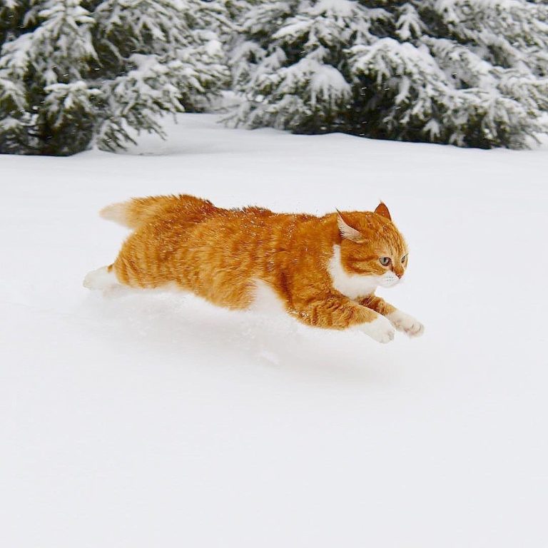 在雪地中狂奔～（圖／Instagram＠cute_ginger_cat）