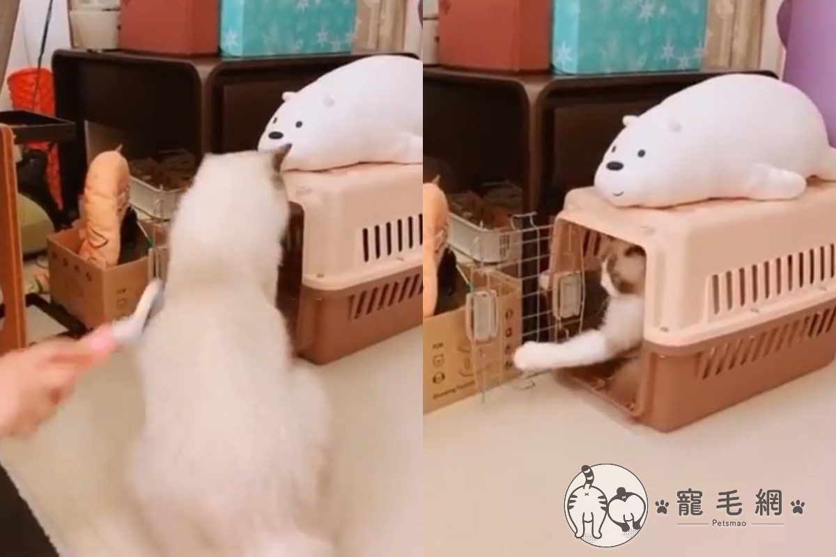 ▲奴才幫梳毛，貓皇竟不耐煩「用力甩門」網：又一隻成精的貓咪。（圖／IG@miruku.baby授權提供）