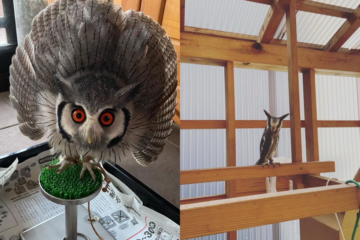 貓頭鷹受驚後大變身，長得完全不一樣！（圖／Instagram＠afukono1024）