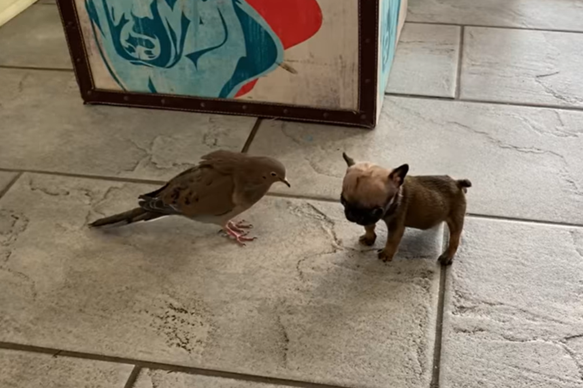 病弱幼犬結識孤僻浪鴿，熟了竟被當馬兒，載著鴿子到處跑！（圖／Facebook＠The Mia Foundation – Love For Mia）