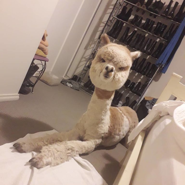 大長腿躺在家！（圖／Instagram＠alfie_the_alpaca_in_adelaide）