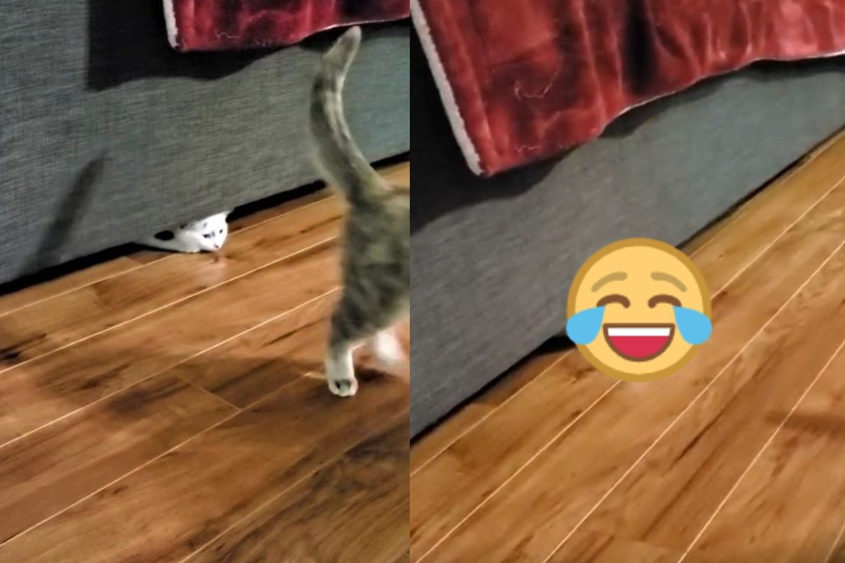 ▲屁孩貓躲沙發埋伏「踢腳彈飛」同伴！網笑：這是哪招？（圖／翻攝自Youtube@ViralHog）