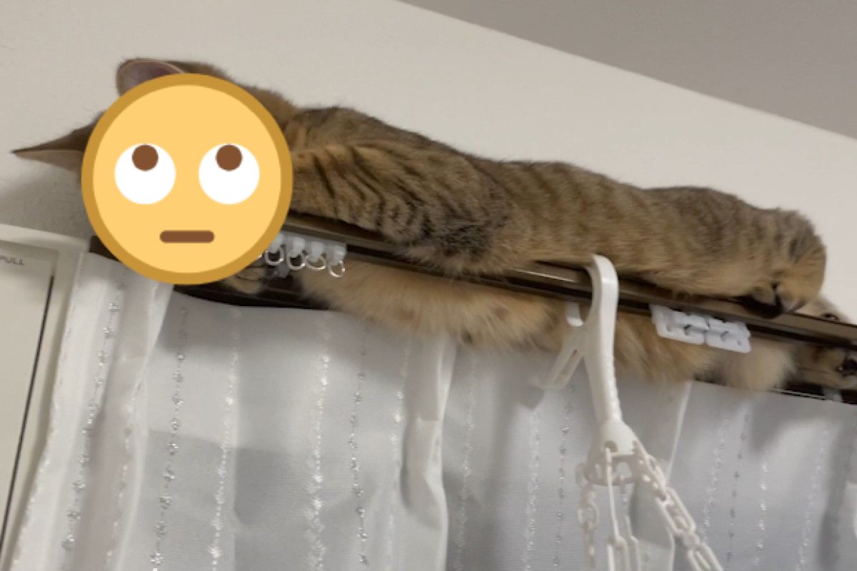 日本一隻虎斑貓跟飼主大玩「捉迷藏」（圖／twitter@minira_diary）