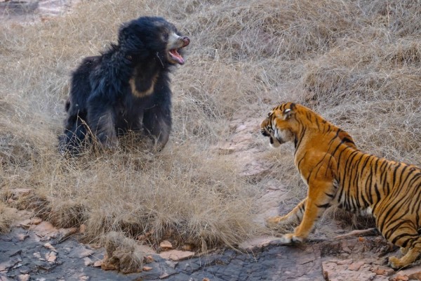 老虎上演「18禁」遇熊媽帶寶寶散步　牠怒罵：小孩不宜啦！