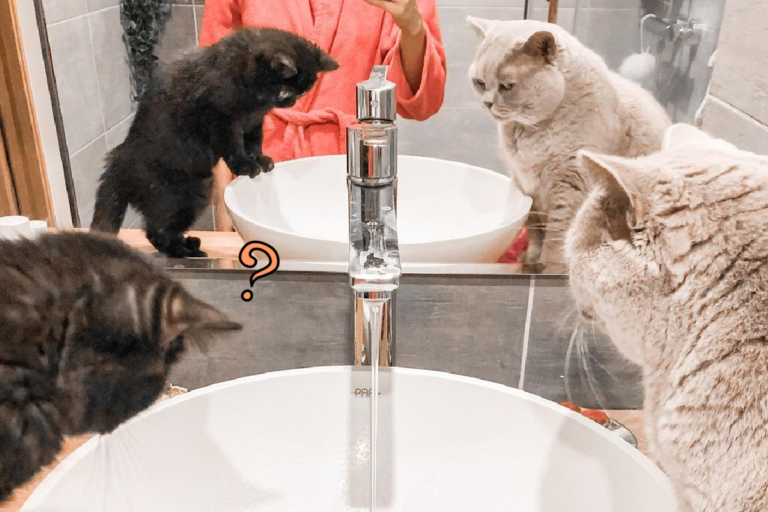 幼貓初來乍到，老貓教官正經八百教牠怎麼喝水（圖／Instagram＠bella_donna_the_cats）