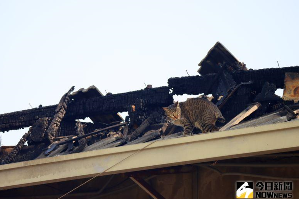 平常就生活在本東倉庫商店的貓咪，不斷在已經付之一炬的屋頂徘徊。（圖／記者鄭婷襄攝，2021.03.09）