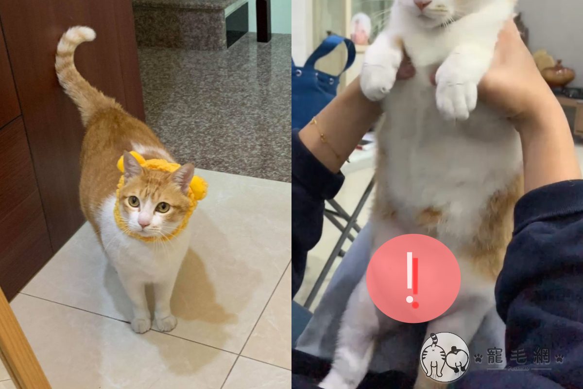 ▲橘白貓左右搖晃肚肚超Q彈！網：那坨草莓麻糬太誘人～（圖／網友莊子萱授權提供）