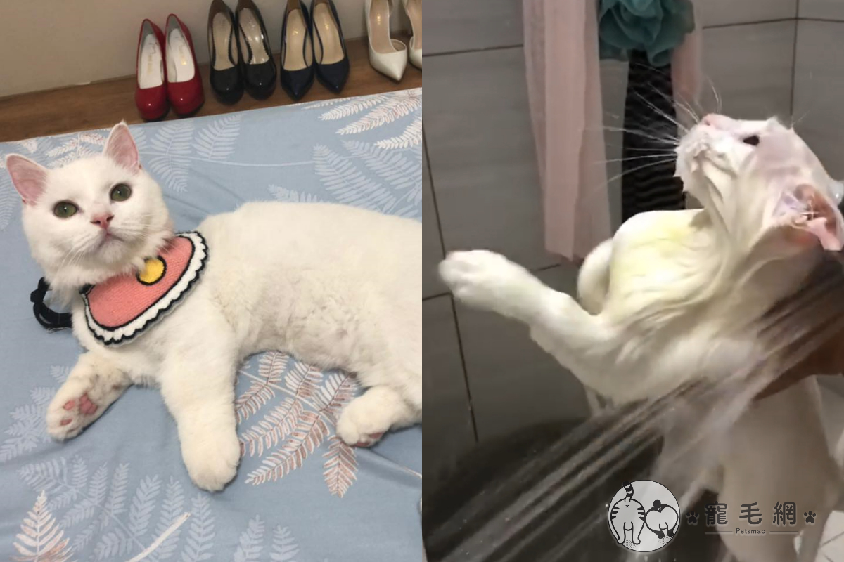 幫貓咪沖澡竟出現可愛反應！（圖／Instagram ＠whiteout0119授權提供）