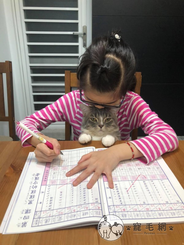 妹妹：（吸）我可以繼續寫了！！；貓：……（圖／粉絲專頁 ＠哈尼vs瑪妮授權提供）