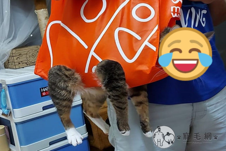 貓咪社團裡瘋傳一張「時尚購物袋」照片（圖／網友黃捲捲授權提供）