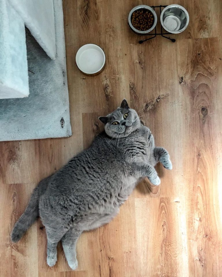這就是我們今天的貓貓教官！（圖／Instagram＠bella_donna_the_cats）
