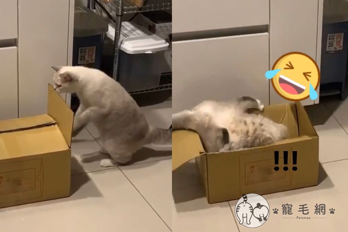 ▲貓咪跳紙箱「倒栽蔥」！起身居然還有一隻「墊背」。（圖／IG@nemocoya._.cat授權提供）