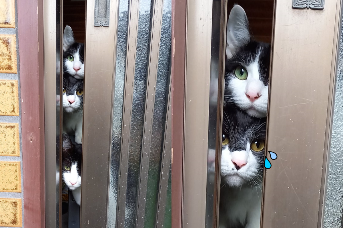 奴才臨行前欲關門，三萌貓從縫冒頭哀怨看！（圖／Twitter ＠hyo_otan）