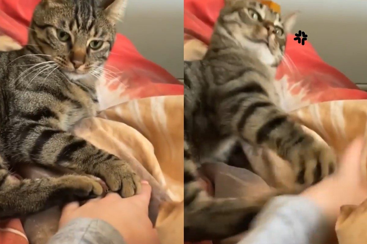 ▲和虎斑貓玩「疊手手」！牠堅持「手在上面」怒：不准壓我的手。（圖／IG@boobathereal）