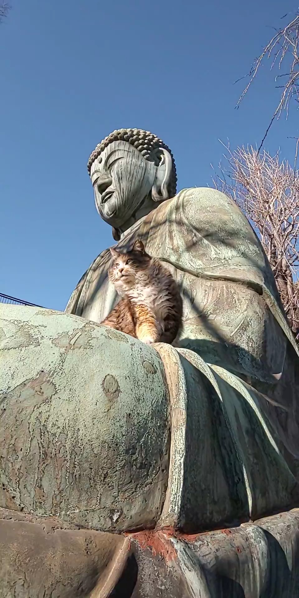 貓：我跟佛祖也是好麻吉！（圖／Twitter ＠nori22）