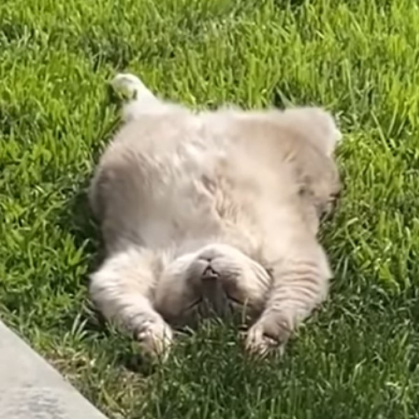 草地上赫見貓咪「大字型」爽曬日光浴　網笑：以為是地毯！