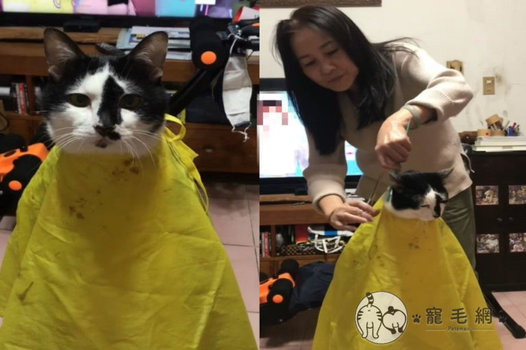乳牛貓「咪咪」日前享受媽媽的「剪髮服務」（圖／網友Choc Liu授權提供）