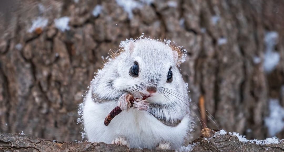 ▲北海道小飛鼠「沐雪覓食」宛如精靈！網大讚：這畫面太仙了。（圖／Instagram ＠takashi_okashi）