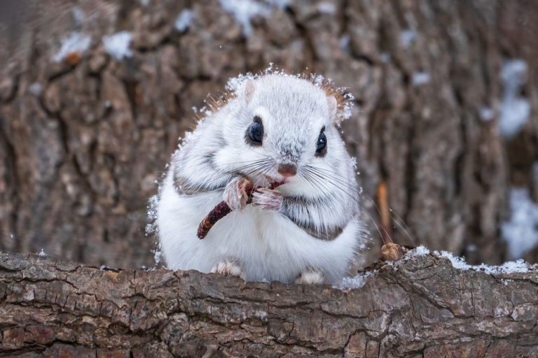 北海道小飛鼠「沐雪覓食」宛如精靈！網大讚：這畫面太仙了
