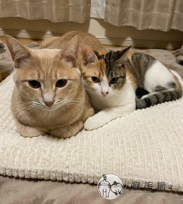 ▲推主家的兩隻貓都是領養來的!(圖/Twitter@m_yuki_chi授權)