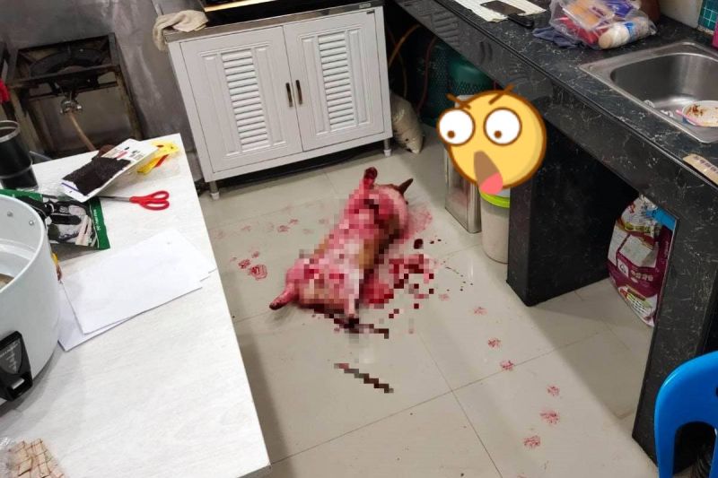 ▲泰國一名飼主驚見愛犬躺在「血泊」之中（圖／FB＠BLABLA-b๋oo - Premium Dog Cafe）