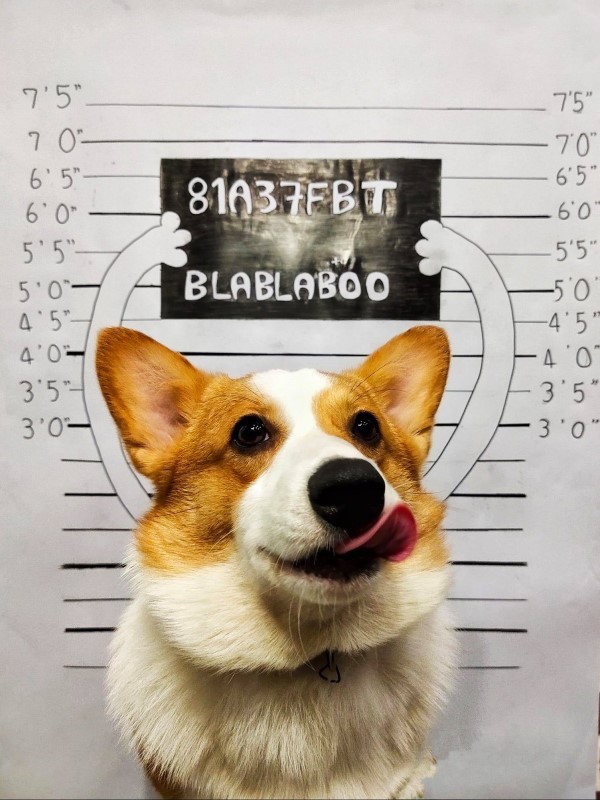 ▲「卡地亞」是一隻相當調皮的柯基犬,日前牠做了一件事瞬間讓自己爆紅(圖/FB@BLABLA-b๋oo