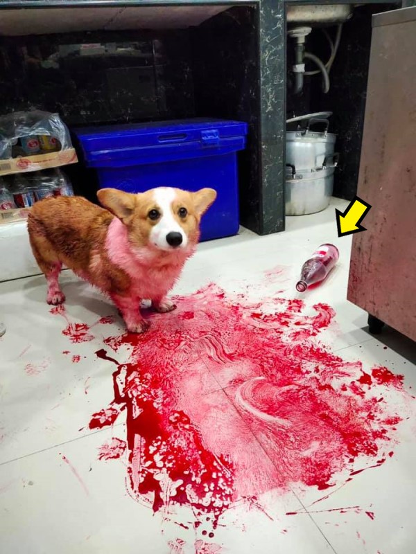 ▲正當飼主差一點流下眼淚時,突然瞥見一旁倒地的紅色糖漿,立刻明白發生什麼事,而卡地亞這時還一臉無辜(圖/FB@BLABLA-b๋oo