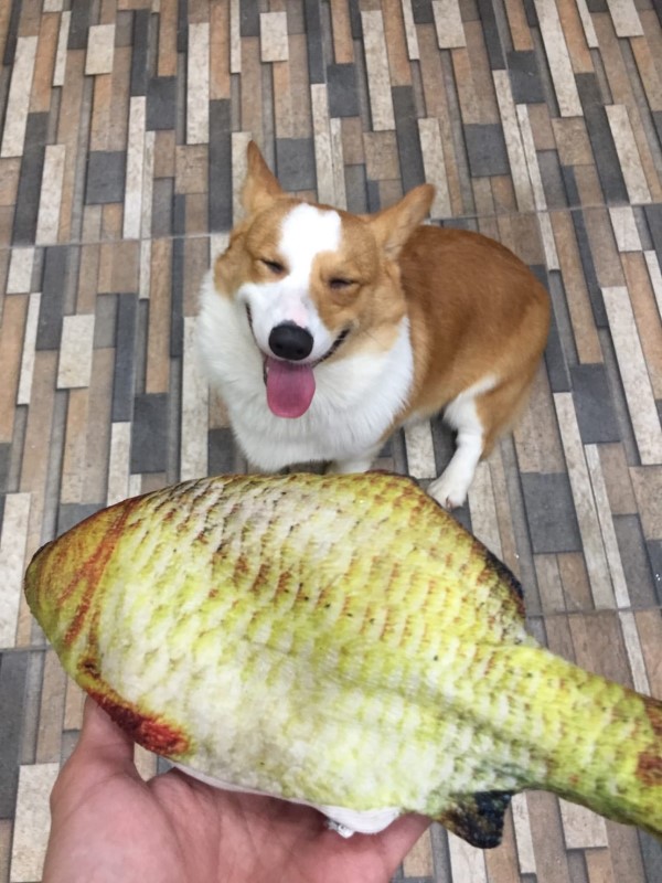 ▲卡地亞:倫家其實是想要吃紅燒魚魚啦!(圖/FB@BLABLA-b๋oo