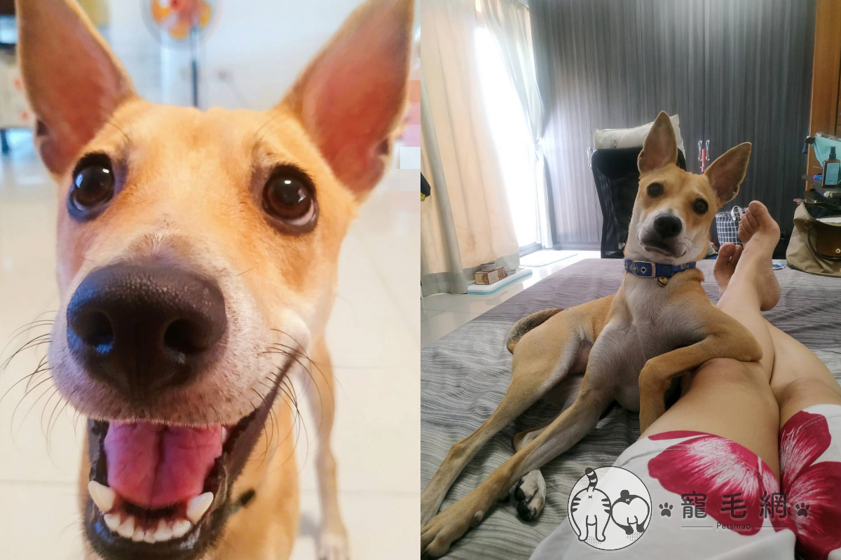 ▲連假想睡懶覺，低頭卻見狗狗一臉不耐饋自己大腿！（圖／網友Bonnie Yeh授權提供）