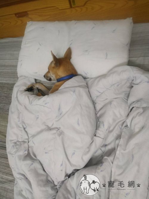 ▲明明是狗狗，但睡覺一定要蓋枕頭和被子！（圖／網友Bonnie