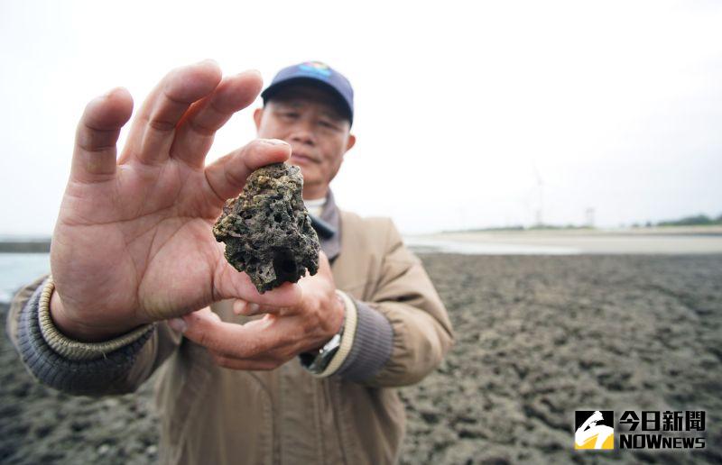 ▲桃園海岸生態保育協會理事長葉斯桂，手上拿著直徑不到10公分的藻礁碎片，看起來不起眼、被浪衝碎的藻礁碎片，其實需要上百年的時間才能夠生成。（圖／記者李春台攝，2021.03.03）