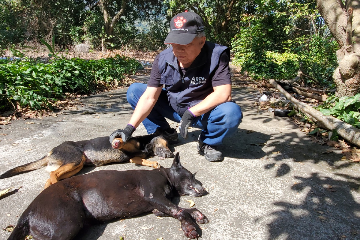 ▲兩隻狗卻只剩四條腿，高雄六龜山豬吊猖獗到救援團體救不完！（圖／台灣動物緊急救援小組）