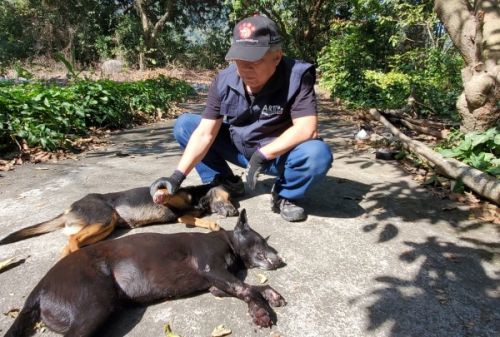 ▲兩隻狗加起來卻只剩四條腿。（圖／台灣動物緊急救援小組）