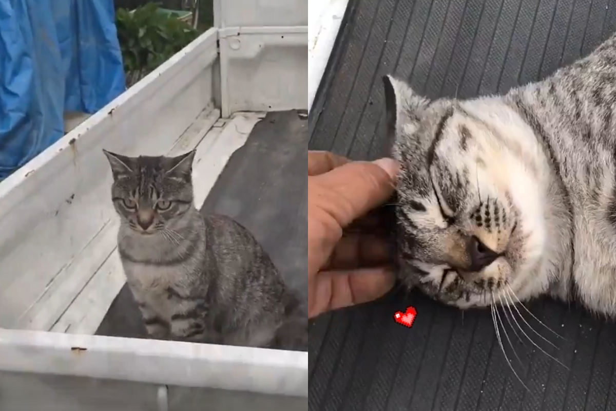 ▲年輕虎斑貓眼神超犀利，按下頭頂開關瞬間變身甜蜜貓咪。（圖／Twitter＠DAYS31612434）