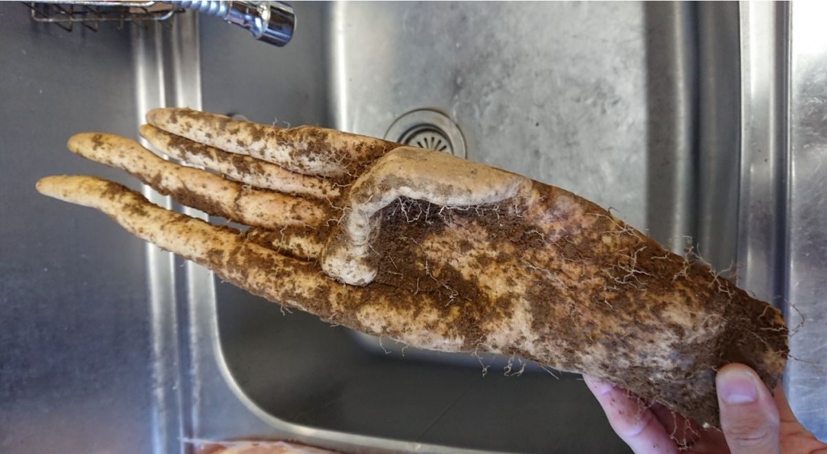 ▲這是山藥還是斷手？日本一名網友收到親戚寄來的農作物，一打開卻被嚇壞了。（圖／翻攝自推特@ibukiriP）