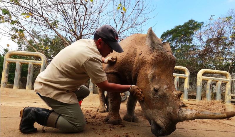 ▲艾瑪於2015年的12月出生於六福村野生動物園,而今年5歲的她即將前往日本埼玉市東武動物公園見大她5歲的「未婚夫」莫蘭。(圖/擷取自莊福文化教育基金會)