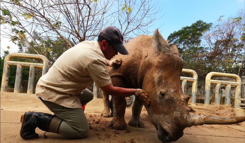 ▲艾瑪於2015年的12月出生於六福村野生動物園，而今年5歲的她即將前往日本埼玉市東武動物公園見大她5歲的「未婚夫」莫蘭。（圖／擷取自莊福文化教育基金會）