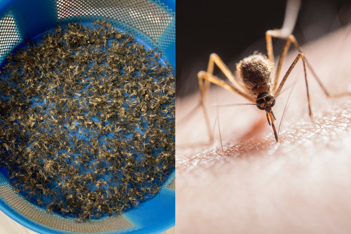 ▲有網友抱怨晚上都是蚊子，並曬出一整夜的「捕獲量」。（示意圖／翻攝自《爆怨公社》及《pexels》 ）