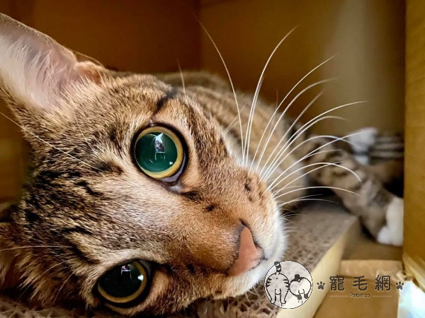 ▲「嚕咪」是一隻很聰明的虎斑貓（圖／網友Wei