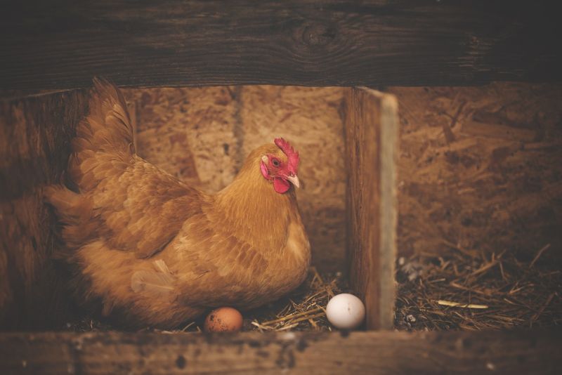 ▲所以想要煲湯，必須是要產過雞蛋的雞，一般會選「年齡在1.5至2.5歲之間」的母雞。（示意圖／翻攝自pixabay）