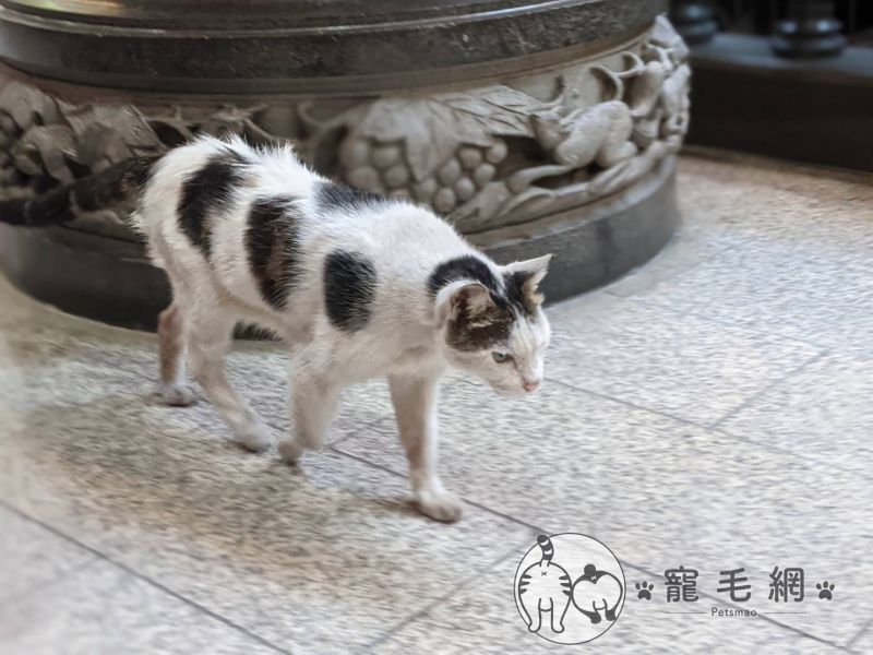 ▲義天宮最年長的貓「龍龍」（圖／寵毛網拍攝）