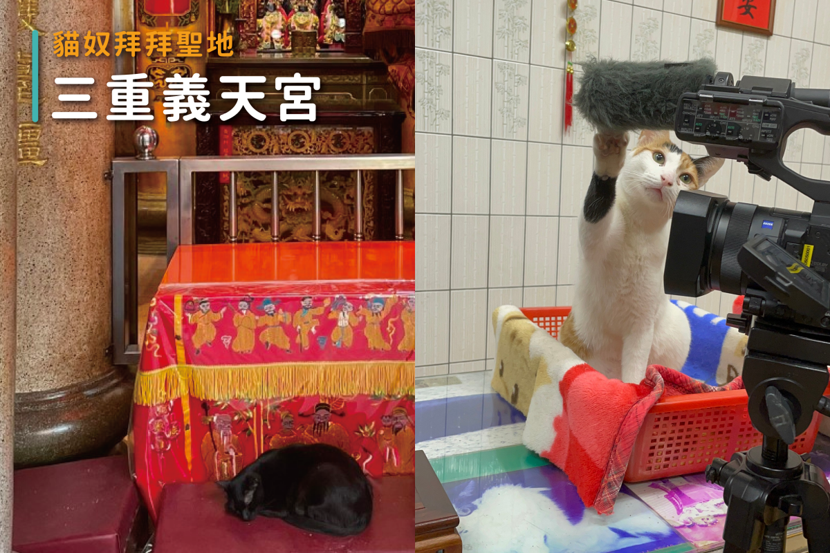 ▲義天宮因收養浪貓而爆紅，跟著寵毛來看看貓廟的廬山真面目！（圖／寵毛網）