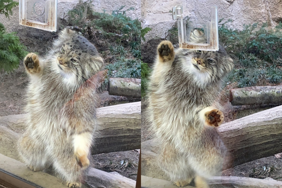 ▲到吃飯時間，兔猻猛盯肉肉還左扭右扭！（圖／Twitter＠shirokumaroko）