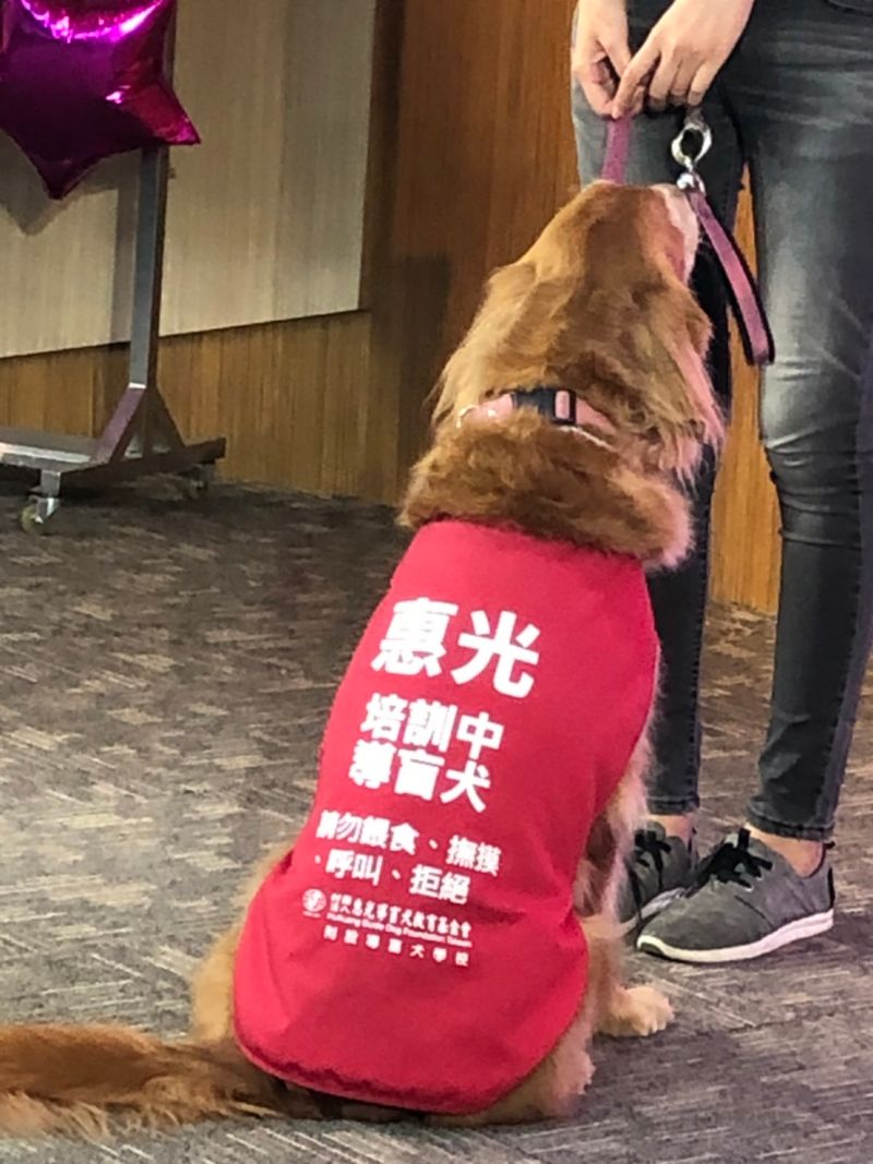 ▲大家若在路上看到執勤的拉拉,請不要因為可愛,就任意觸摸它們(圖/記者林怡孜攝,2021,03,05)