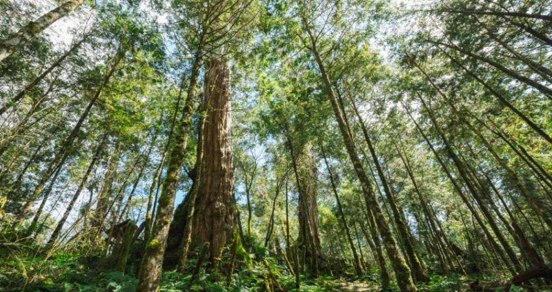 原子林採取・推定1000年越神木「巨大瘤木」古木・屋敷守護・長寿