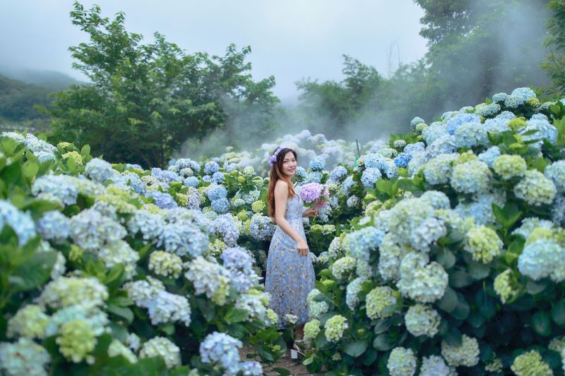 ▲竹子湖海芋、繡球花季