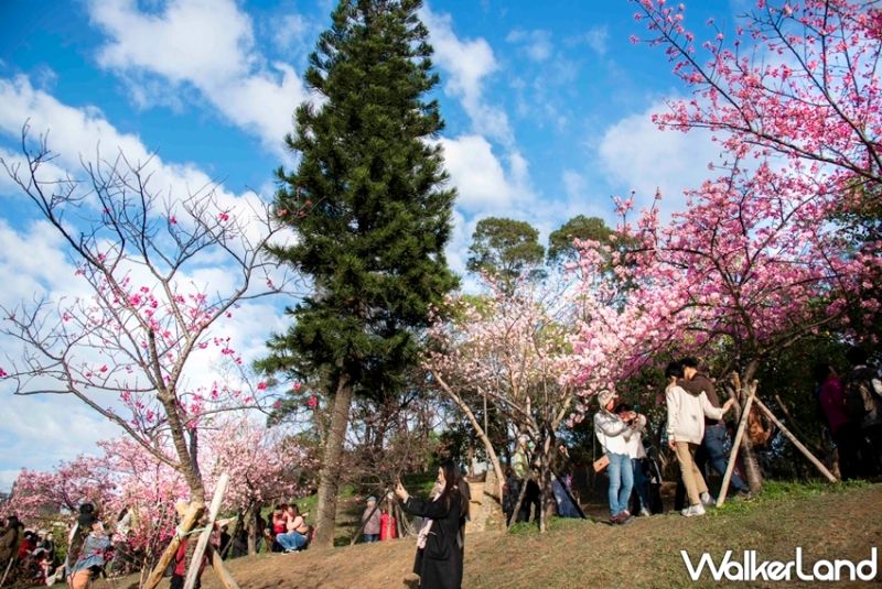 ▲新竹公園中最夢幻的櫻花打卡點就屬「櫻花坡」大階梯廣場。（圖／Taipei
