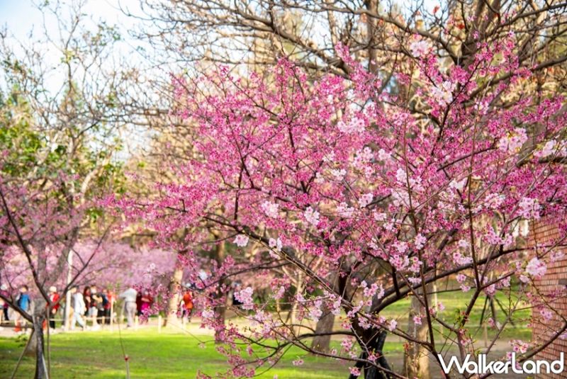 ▲「新竹公園」就有近850顆櫻花盛大開放，浪漫櫻花美景成為新竹人最夯的打卡景點。（圖／Taipei