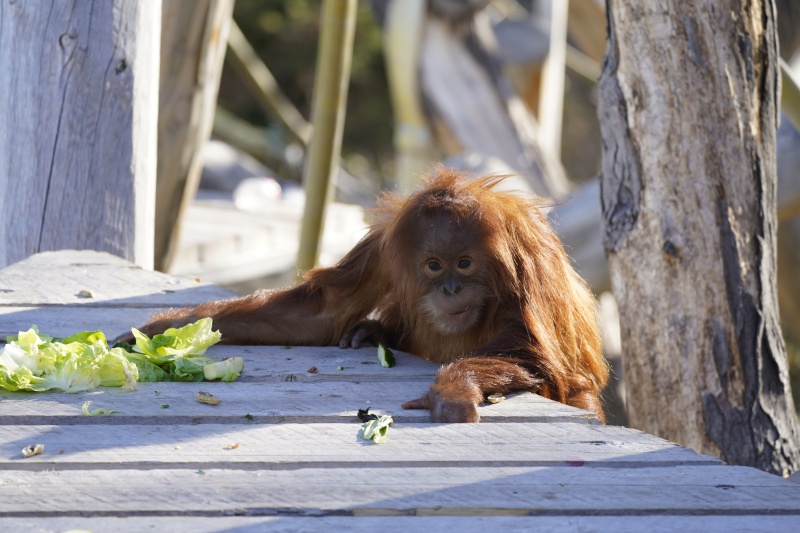 ▲美國聖地牙哥動物園今天表示，他們為9隻大型猿猴接種實驗中的動物用新型冠狀病毒疫苗，成為第一批人類外的疫苗接種者。資料照。（圖／美聯社／達志影像）